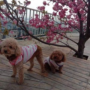 Meet your Posher, Yi